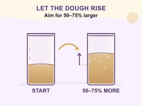 Starting dough level beside a ready-to-shape rise of 50–75%